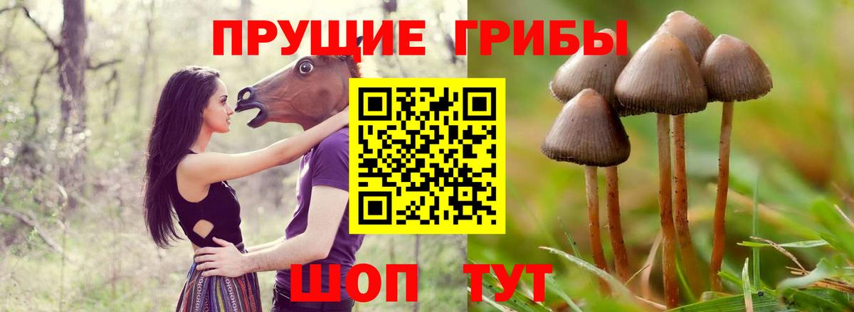 Псилоцибиновые грибы прущие грибы  Вход с VPN  Каменка  Псилоцибиновые грибы мухоморы 